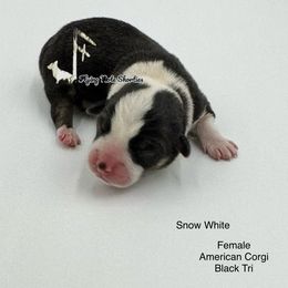 Snow White - Black and white female American Corgi puppy in Casper, Wyoming from Flying Note Shorties