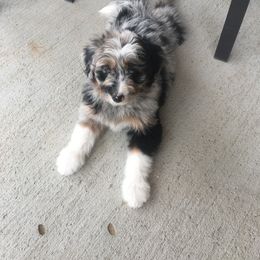 Aussiedoodle and Bernedoodle Puppies from North 40 Doodles