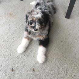Aussiedoodle and Bernedoodle Puppies from North 40 Doodles