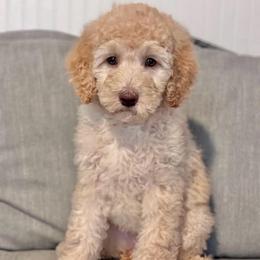 Theodosia - Cream female Goldendoodle puppy in Tybee Island, Georgia from Castaway Doodles