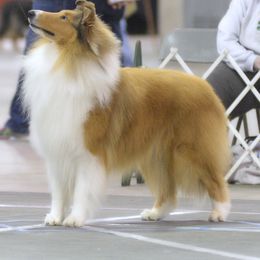 Collie All Grown Up from Bainwood Collies
