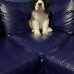 Saint Bernard Puppies from Still River Saints