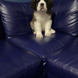 Saint Bernard Puppies from Still River Saints