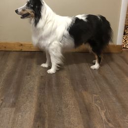 Darby - Shetland Sheepdog