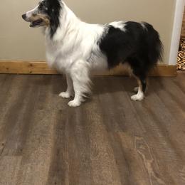 Darby - Shetland Sheepdog