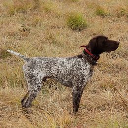 German Shorthaired Pointers from Krecklau German Shorthairs