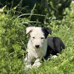 Girl 3 - Black and white female Border Collie puppy in Centerville, Washington from Forthright Farms
