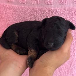 Cordell - Phantom female Bernedoodle puppy in Longmont, Colorado from Colorado Miniature Bernedoodle Puppies