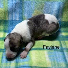 Faylene - White and fawn brindle female Whippet puppy in Plainfield, Indiana from Rose Acre Whippets
