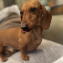 Petey - Dachshund