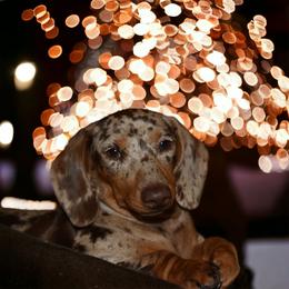 Dachshund Puppies from Dachshund Family Love Breeders