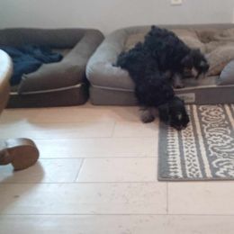 Zach - Miniature Schnauzer