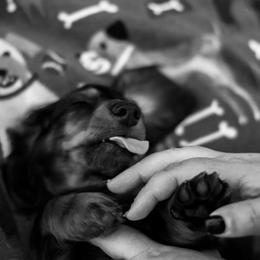 Dachshund Puppies from EntityDachs