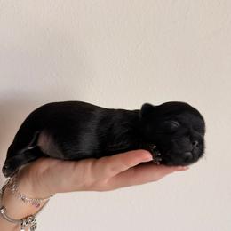 Puppy 2 - Black and tan male Shih Tzu puppy in Lynnwood, Washington from Caroline's Shih Tzus