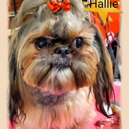 Shih Tzu Puppies from Trinity Shihtzu's So Calif