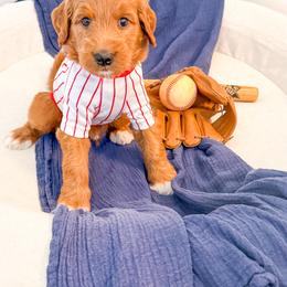 Ham Porter - Apricot male Goldendoodle puppy in Marietta, Georgia from Reece + Co Doodles & Poodles