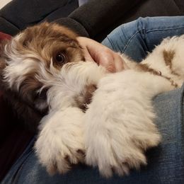 Bernedoodle and Bernese Mountain Dog Puppies from KEE Bernedoodles