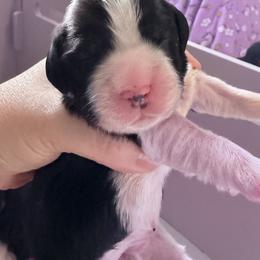 English Springer Spaniel Puppies from Everlark English Springer Spaniels