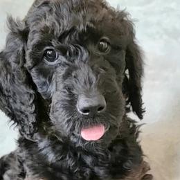 Hazel - Goldendoodle puppy in Peoria, Arizona from Sonoran Desert Doods