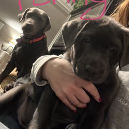 Labrador Retriever Puppies from Nussbaum Acres