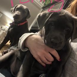 Labrador Retriever Puppies from Nussbaum Acres