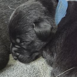 Bruce, blue collar - Black male Labrador Retriever puppy in Greenwich, Ohio from Pure Gem Kennel
