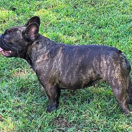 Boston Terriers and French Bulldogs from Angel's Boston Terriers and French Bulldog