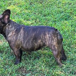Boston Terriers and French Bulldogs from Angel's Boston Terriers and French Bulldog