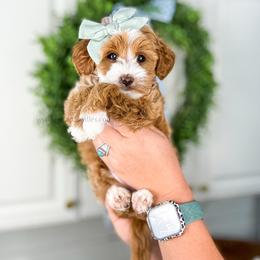 P Y P E R - Red  female Goldendoodle puppy in Richfield, Utah from Cedar Doodles- Home of the Teddybear Goldendoodle