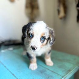 Doodle - male American Corgi puppy in Bayard, Nebraska from Puppies by Alies