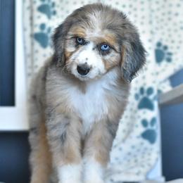 Sundae - Blue merle female Aussiedoodle puppy in Delta, Colorado from PTK Ranch