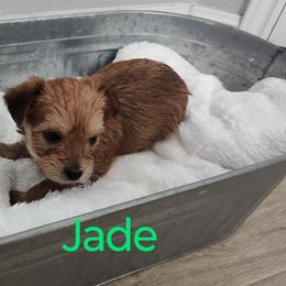 Morkie Puppies from Heart of Texas Morkies