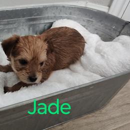 Morkie Puppies from Heart of Texas Morkies