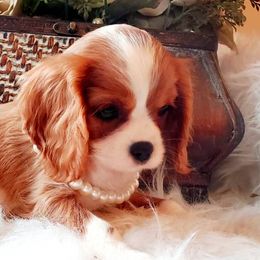 Cavalier King Charles Spaniels from Coxson’s Cavaliers
