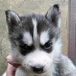 Male 1 - Black and white male Siberian Husky puppy in Carnesville, Georgia from Southern Magnolia Siberians