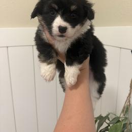 Mira- AKC fluffy female - Black and tan female Pembroke Welsh Corgi puppy in Red Bluff, California from Wilder Ranch Corgis