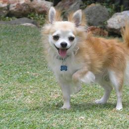 Chihuahua All Grown Up from Vargo Chihuahuas