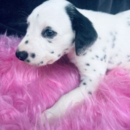 Pepper - LUA - White and black male Dalmatian puppy in Sedalia, Missouri from Missouri Dalmatians