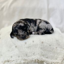 Cider - Merle female Labradoodle puppy in Newark, Ohio from Raising Doodles