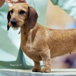 Dachshunds from Ozdox Dachshunds