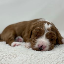 Penny - Red  female Goldendoodle puppy in Fleming, Colorado from Vandenbark Doodles