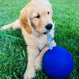 Golden Retriever All Grown Up from Sadie Lane Family Goldens