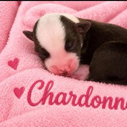 Chardonnay - Red & white female Miniature Australian Shepherd puppy in Bronson, Iowa from Crazy Acres Aussies