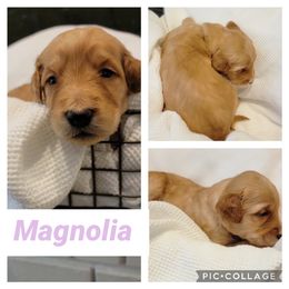 Goldendoodle Puppies from Nicole Christensen