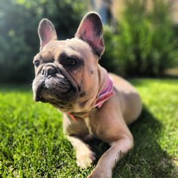 Helen - French Bulldog