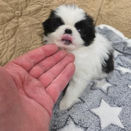 Clover - Black and white male Japanese Chin puppy in Salem, Oregon from Chinnychinchinofsalem