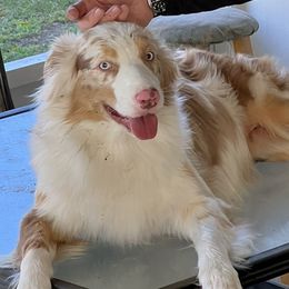 Maggie - Australian Shepherd