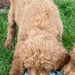 Goldendoodles from Henshey goldendoodles