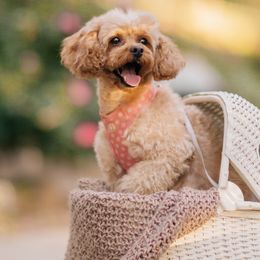 Poodles from Red.Tail.Toypoodle