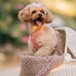 Poodles from Red.Tail.Toypoodle